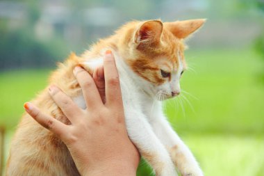 Evin ön bahçesinde oynaması için kedi yavrusunu tutan el.