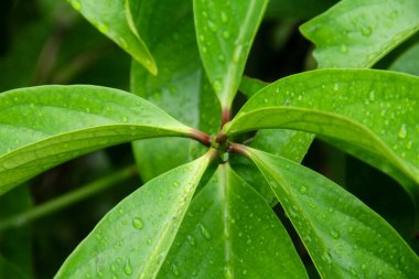 Doğal desenli tropikal yeşil yeşillik arka planı