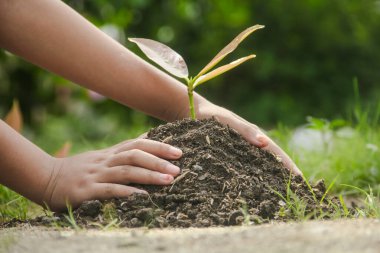 Dünya Çevre Günü 'nü kutlamak için ekilmesi gereken küçük bir bitkiyi tutan bir çocuk.
