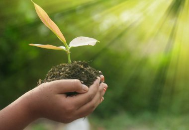 Dünya Çevre Günü 'nü kutlamak için ekilmesi gereken küçük bir bitkiyi tutan bir çocuk.