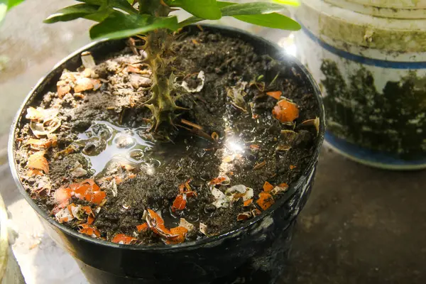 Bitkileri beyaz pirinç suyuyla sulamanın bitkiler için birçok faydası vardır, yaprak büyümesi de dahil.