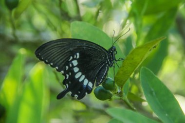 Genç yapraklara ve limon ağacına tüneyen kahverengi küçük bir kelebek olan hesperlidae familyasından kelebek ya da öphyes vestris