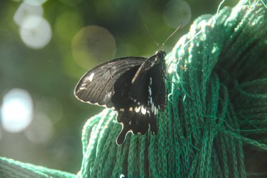 Genç yapraklara ve limon ağacına tüneyen kahverengi küçük bir kelebek olan hesperlidae familyasından kelebek ya da öphyes vestris