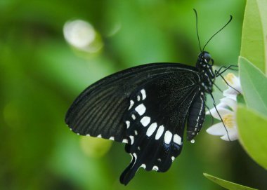 Genç yapraklara ve limon ağacına tüneyen kahverengi küçük bir kelebek olan hesperlidae familyasından kelebek ya da öphyes vestris