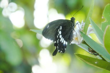 Genç yapraklara ve limon ağacına tüneyen kahverengi küçük bir kelebek olan hesperlidae familyasından kelebek ya da öphyes vestris