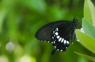 Genç yapraklara ve limon ağacına tüneyen kahverengi küçük bir kelebek olan hesperlidae familyasından kelebek ya da öphyes vestris