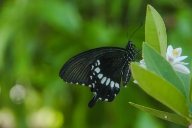 Genç yapraklara ve limon ağacına tüneyen kahverengi küçük bir kelebek olan hesperlidae familyasından kelebek ya da öphyes vestris