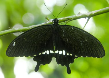 Genç yapraklara ve limon ağacına tüneyen kahverengi küçük bir kelebek olan hesperlidae familyasından kelebek ya da öphyes vestris