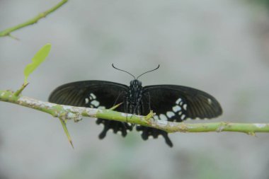 Genç yapraklara ve limon ağacına tüneyen kahverengi küçük bir kelebek olan hesperlidae familyasından kelebek ya da öphyes vestris