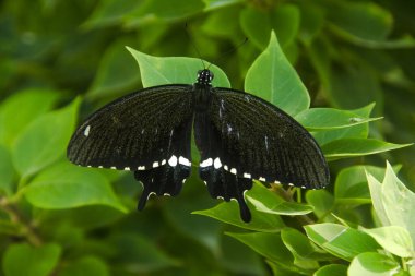 Genç yapraklara ve limon ağacına tüneyen kahverengi küçük bir kelebek olan hesperlidae familyasından kelebek ya da öphyes vestris
