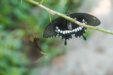 Kelebek bir limon ağacına tünemiş ve diğer kelebekler tarafından rahatsız ediliyor.