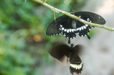 Kelebek bir limon ağacına tünemiş ve diğer kelebekler tarafından rahatsız ediliyor.