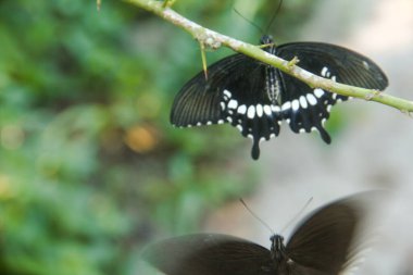 Kelebek bir limon ağacına tünemiş ve diğer kelebekler tarafından rahatsız ediliyor.