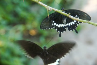 Kelebek bir limon ağacına tünemiş ve diğer kelebekler tarafından rahatsız ediliyor.
