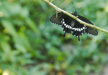 Genç yapraklara ve limon ağacına tüneyen kahverengi küçük bir kelebek olan hesperlidae familyasından kelebek ya da öphyes vestris