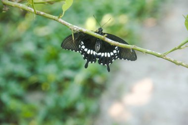 Genç yapraklara ve limon ağacına tüneyen kahverengi küçük bir kelebek olan hesperlidae familyasından kelebek ya da öphyes vestris