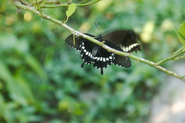 Kelebek bir limon ağacına tünemiş ve diğer kelebekler tarafından rahatsız ediliyor.