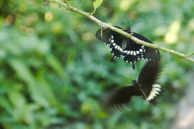 Kelebek bir limon ağacına tünemiş ve diğer kelebekler tarafından rahatsız ediliyor.