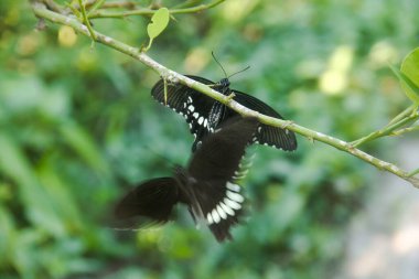 Kelebek bir limon ağacına tünemiş ve diğer kelebekler tarafından rahatsız ediliyor.