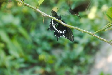 Kelebek bir limon ağacına tünemiş ve diğer kelebekler tarafından rahatsız ediliyor.