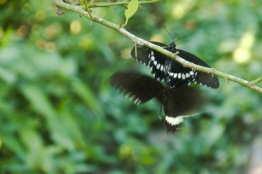 Kelebek bir limon ağacına tünemiş ve diğer kelebekler tarafından rahatsız ediliyor.