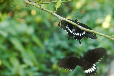 Kelebek bir limon ağacına tünemiş ve diğer kelebekler tarafından rahatsız ediliyor.