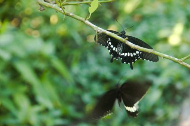 Kelebek bir limon ağacına tünemiş ve diğer kelebekler tarafından rahatsız ediliyor.