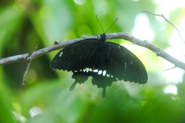 Genç yapraklara ve limon ağacına tüneyen kahverengi küçük bir kelebek olan hesperlidae familyasından kelebek ya da öphyes vestris