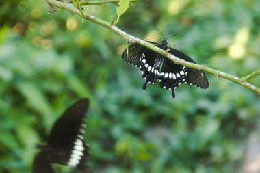 Kelebek bir limon ağacına tünemiş ve diğer kelebekler tarafından rahatsız ediliyor.