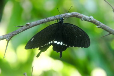 Genç yapraklara ve limon ağacına tüneyen kahverengi küçük bir kelebek olan hesperlidae familyasından kelebek ya da öphyes vestris
