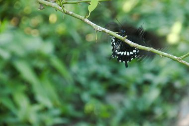 Kelebek bir limon ağacına tünemiş ve diğer kelebekler tarafından rahatsız ediliyor.