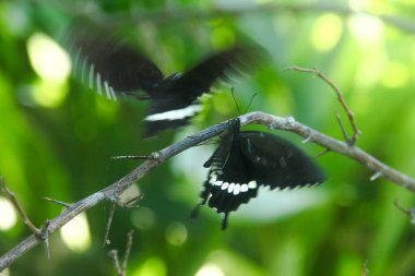 Kelebek bir limon ağacına tünemiş ve diğer kelebekler tarafından rahatsız ediliyor.
