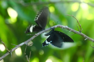 Kelebek bir limon ağacına tünemiş ve diğer kelebekler tarafından rahatsız ediliyor.