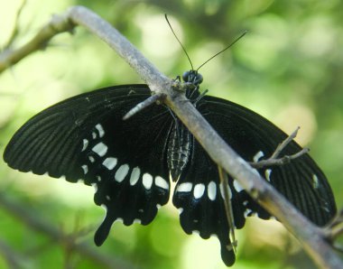 Genç yapraklara ve limon ağacına tüneyen kahverengi küçük bir kelebek olan hesperlidae familyasından kelebek ya da öphyes vestris