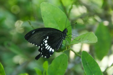 Genç yapraklara ve limon ağacına tüneyen kahverengi küçük bir kelebek olan hesperlidae familyasından kelebek ya da öphyes vestris