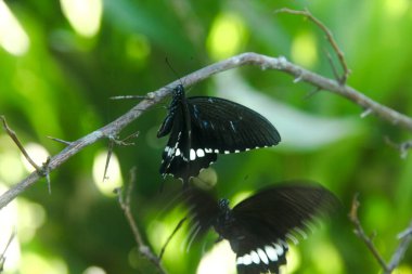 Kelebek bir limon ağacına tünemiş ve diğer kelebekler tarafından rahatsız ediliyor.