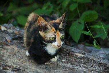 Üç renkli yerel kedi yavruları dinleniyor ve kalıyorlar. 