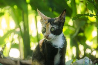 Üç renkli yerel kedi yavruları dinleniyor ve kalıyorlar. 