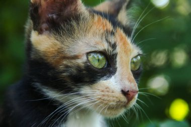 Evin ön bahçesinde bir kedi yavrusunun yüzüne yakın çekim.