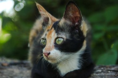 Evin ön bahçesinde bir kedi yavrusunun yüzüne yakın çekim.