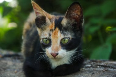 Evin ön bahçesinde bir kedi yavrusunun yüzüne yakın çekim.