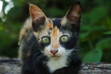 Evin ön bahçesinde bir kedi yavrusunun yüzüne yakın çekim.
