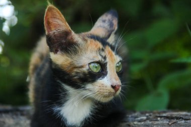 Evin ön bahçesinde bir kedi yavrusunun yüzüne yakın çekim.