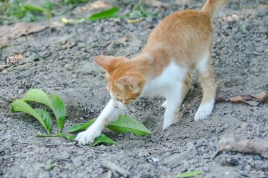 Bahçenin önündeki kuru zemine dışkılayan bir kedi yavrusu.