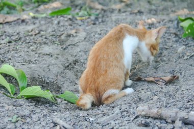 Bahçenin önündeki kuru zemine dışkılayan bir kedi yavrusu.