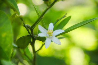 Çiçek açan kireç ağaçlarından beyaz çiçekler ve taze kireç meyvesi olmaya hazırlar.
