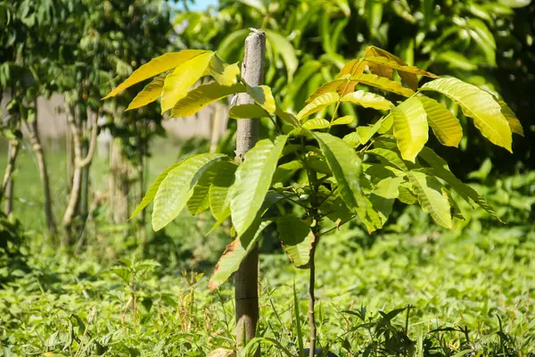 stock image Seeds from matoa trees that are still small and ready to grow