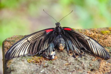 Papilio Memnon, Endonezya da dahil olmak üzere birçok Asya ülkesinde yaşayan ve güzel renk kalıplarına sahip bir kelebektir.
