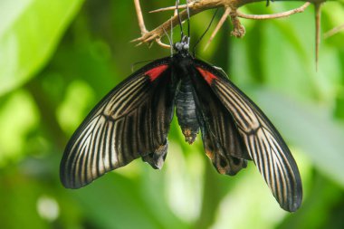 Papilio Memnon, Endonezya da dahil olmak üzere birçok Asya ülkesinde yaşayan ve güzel renk kalıplarına sahip bir kelebektir.