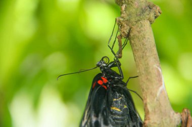 Papilio Memnon, Endonezya da dahil olmak üzere birçok Asya ülkesinde yaşayan ve güzel renk kalıplarına sahip bir kelebektir.